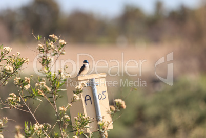 Blue Tree swallow birds