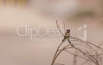 Male Annas Hummingbird