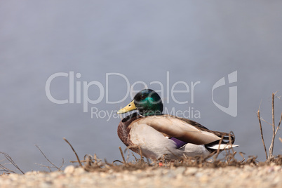 Wild Mallard duck