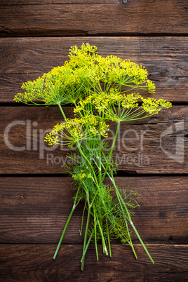 umbrella dill