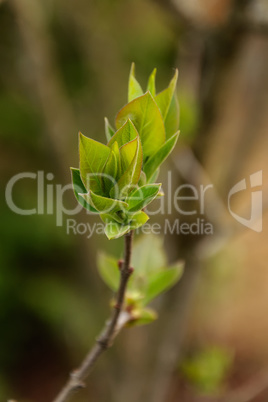 First spring leaves sprouts