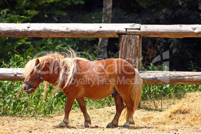 Brown little horse