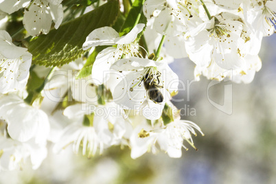 Bee on cherry blossom
