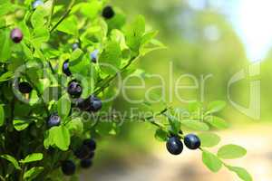 tuft of bilberry in the forest