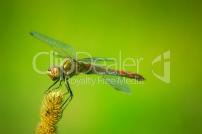 dragonfly sitting on the plant