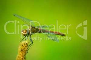 dragonfly sitting on the plant