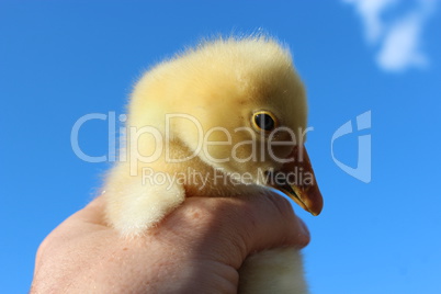yellow gosling in the hand on the blue sky
