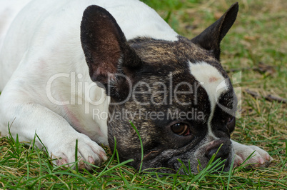 Dog, French bulldog