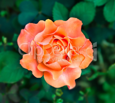Flower orange rose