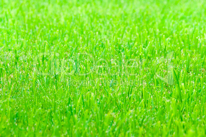 Green grass as texture