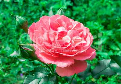 Beautiful flower pink rose