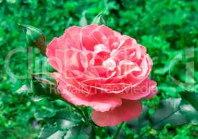 Beautiful flower pink rose
