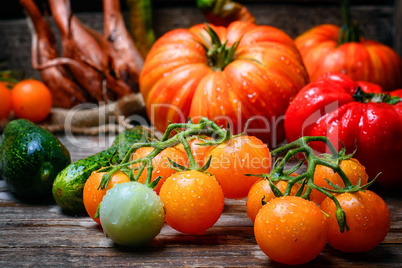 harvest summer tomatoes