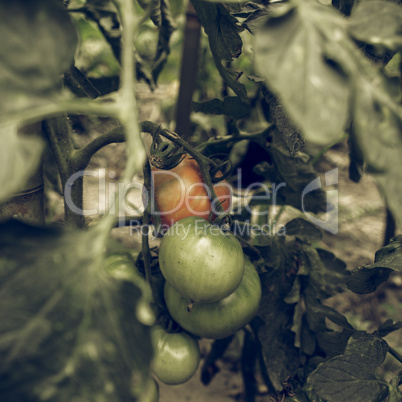 Tomato vintage desaturated