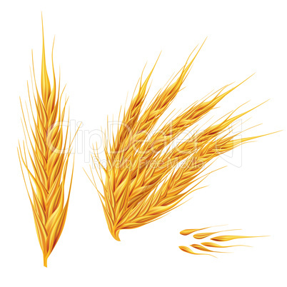 Ears of wheat on white background