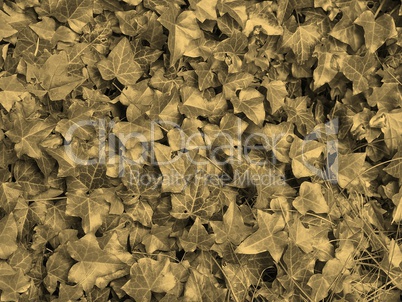 Ivy leaves sepia