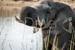 An Elephant drinking in the Kruger National Park.