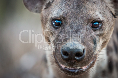 A Spotted hyena starring at the camera.