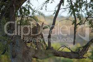 A Leopard sitting in a tree in the Kruger.