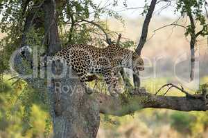 A Leopard growling from up in a tree.