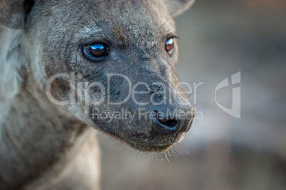 Side profile of a Spotted hyena in the Kruger.