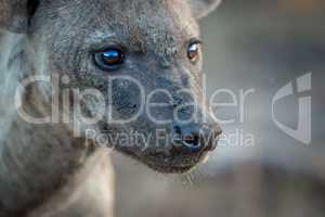 Side profile of a Spotted hyena in the Kruger.