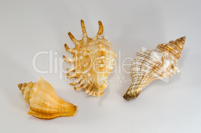 Sea shell from the ocean floor