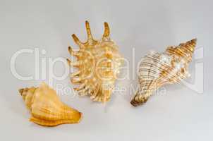 Sea shell from the ocean floor