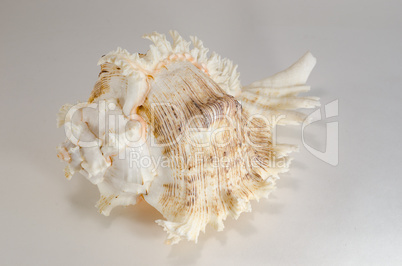 Sea shell from the ocean floor