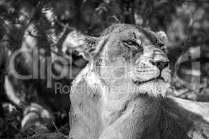 Side profile of a Lioness in black and white.