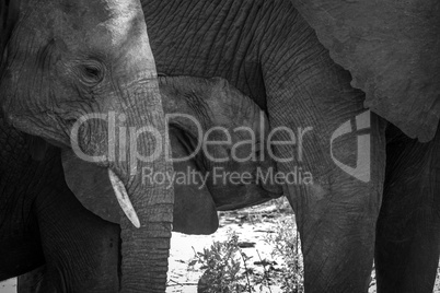 Baby Elephant sucking in black and white.