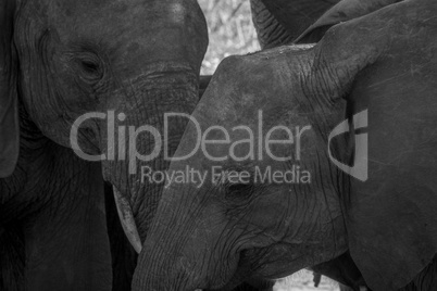 Close up of two Elephants in black and white.