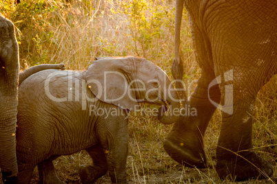 Baby Elephant following his mother in the sunlight.