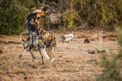 African wild dogs playing together.