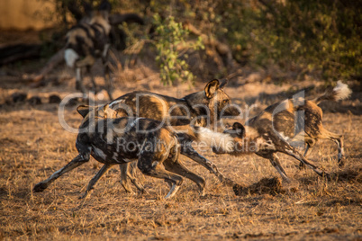 African wild dogs playing together.