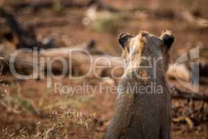 Back of a starring young Lion.