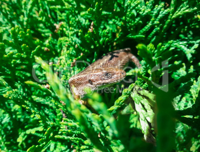 Brown lizard on a background