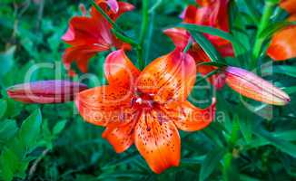 Beautiful flower orange lilies