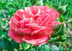 Beautiful flower pink rose