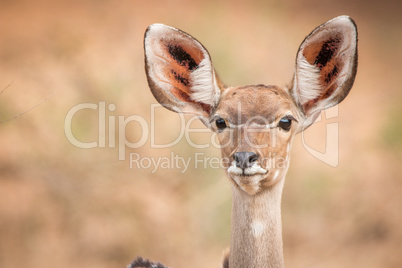 A female Kudu starring at the camera.