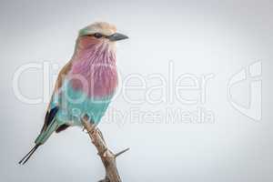 A Lilac-breasted roller sitting on a branch.