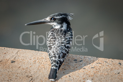 A Pied kingfisher sitting on a brick.