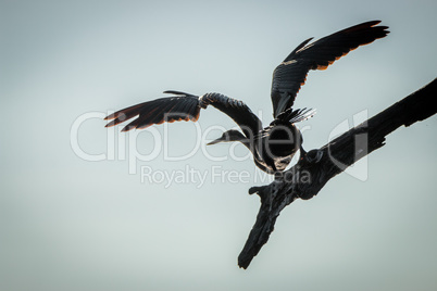 An African darter taking off in the Kruger.