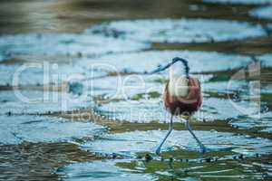 An African jacana in the water in the Kruger.