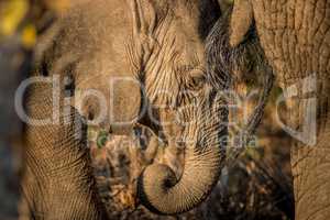 An Elephant eating in the Kruger National Park.