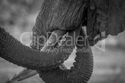 Close up of two Elephant trunks in black and white.
