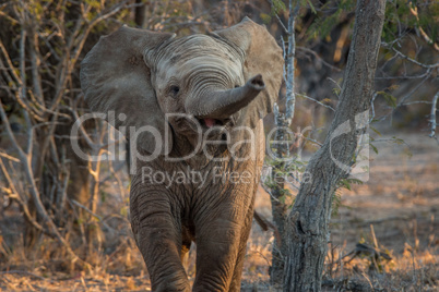 A baby Elephant pointing his trunk at the camera.