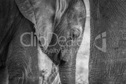 Close up of a baby Elephant in black and white.