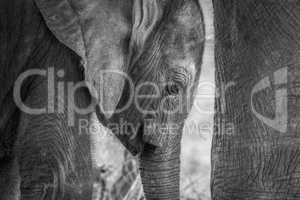 Close up of a baby Elephant in black and white.