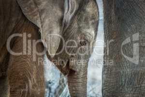 Close up of a baby Elephant in the Kruger National Park.